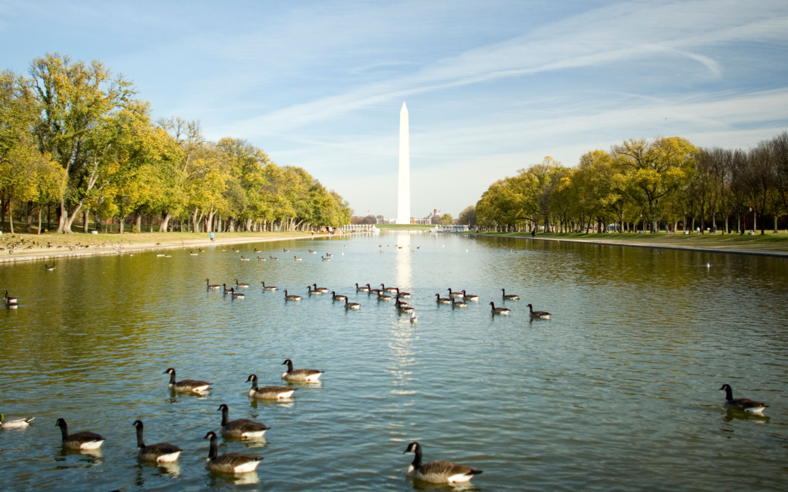 A serene view of the Tidal Basin with the Washington Monument in the background, surrounded by trees and geese swimming in the water.